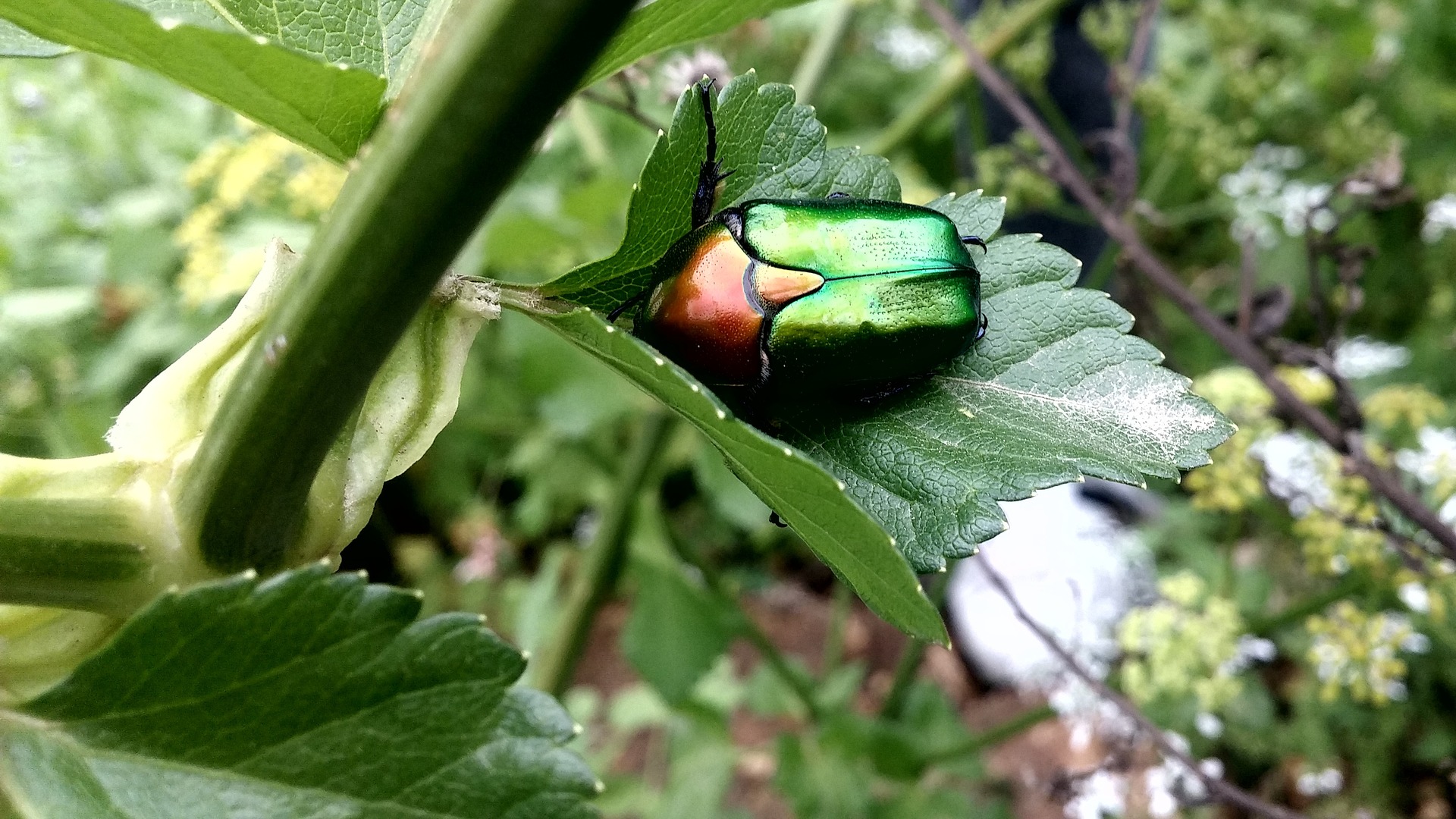 Insekten in der Lobau