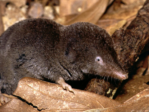 Säugetiere im Nationalpark